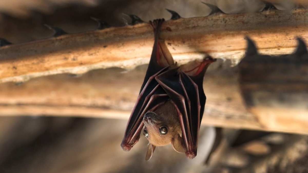 How to Invite Bats to Your Backyard for a Healthier Garden