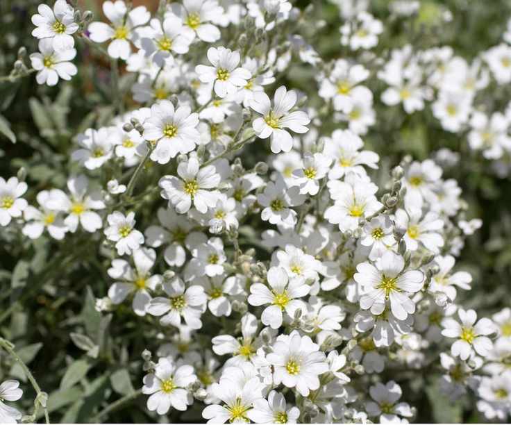 Snow-in-summer