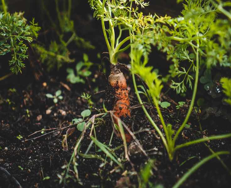 Companion planting carrots