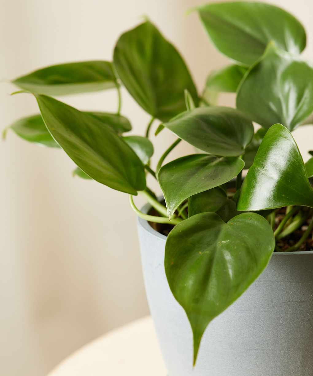 philodendron heartleaf house plant