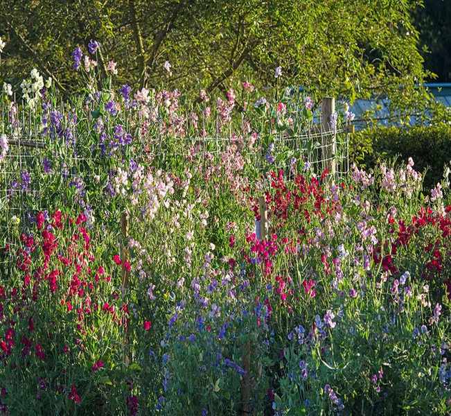 sweet peas in a garden