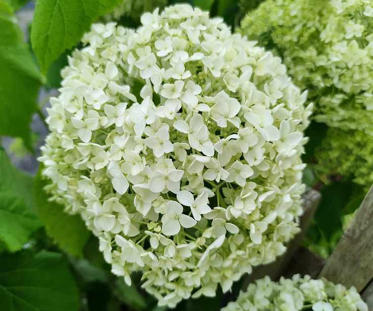 White flower head of an Annabelle hydrangea