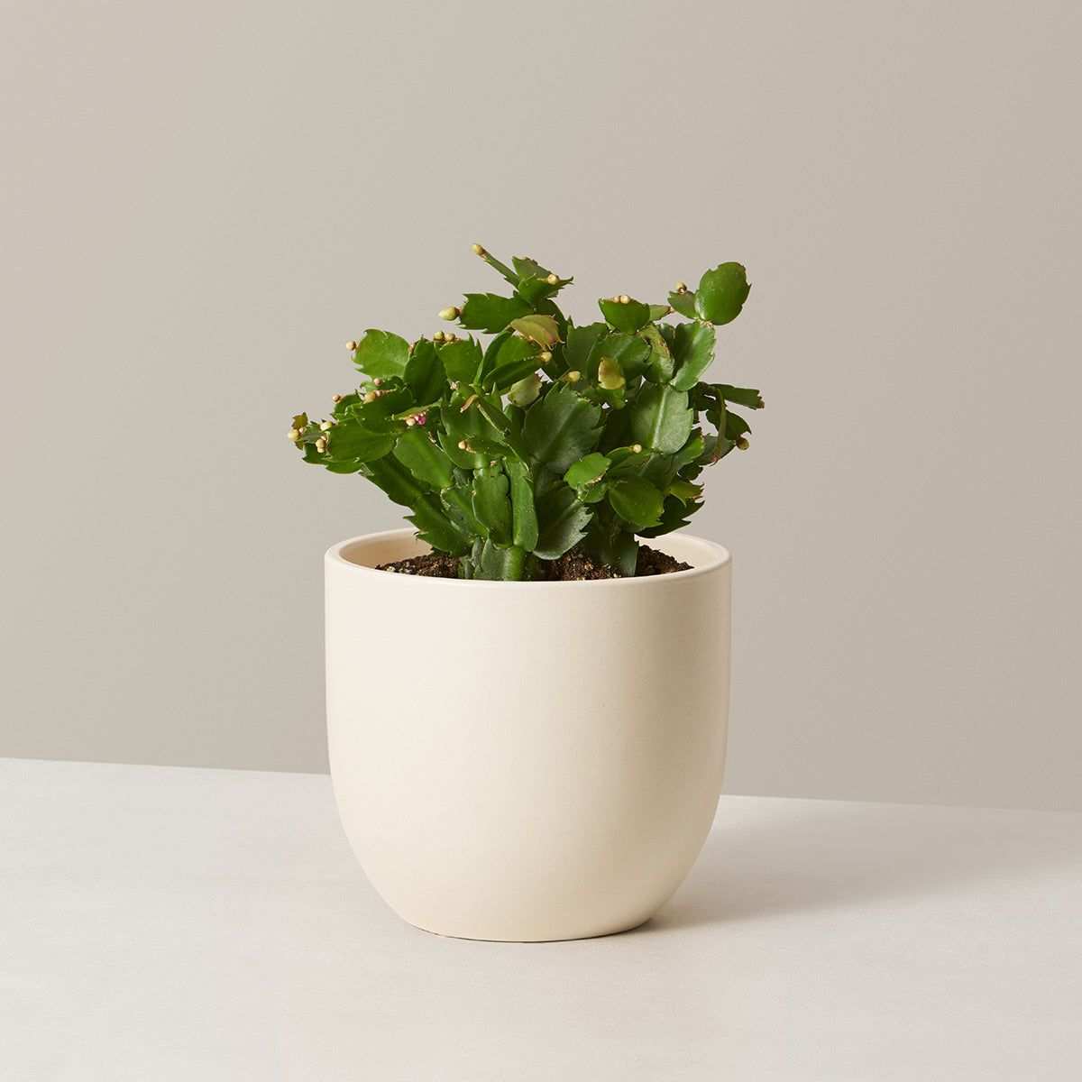 Christmas Cactus - Medium / Grant (7" Wide) / Cream
