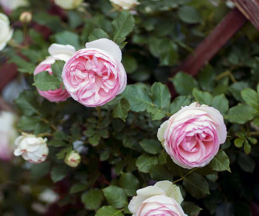 Pink roses blooming