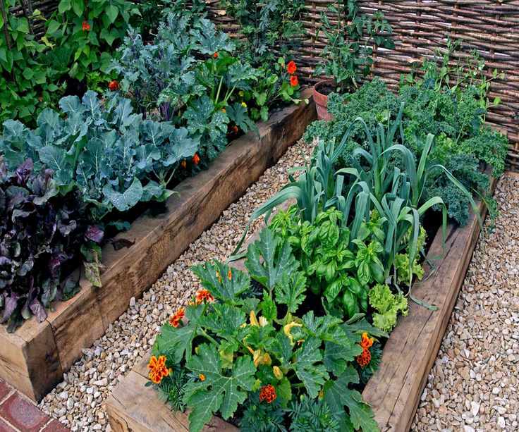 Raised beds growing a mixture of brassicas, leeks and companion plants