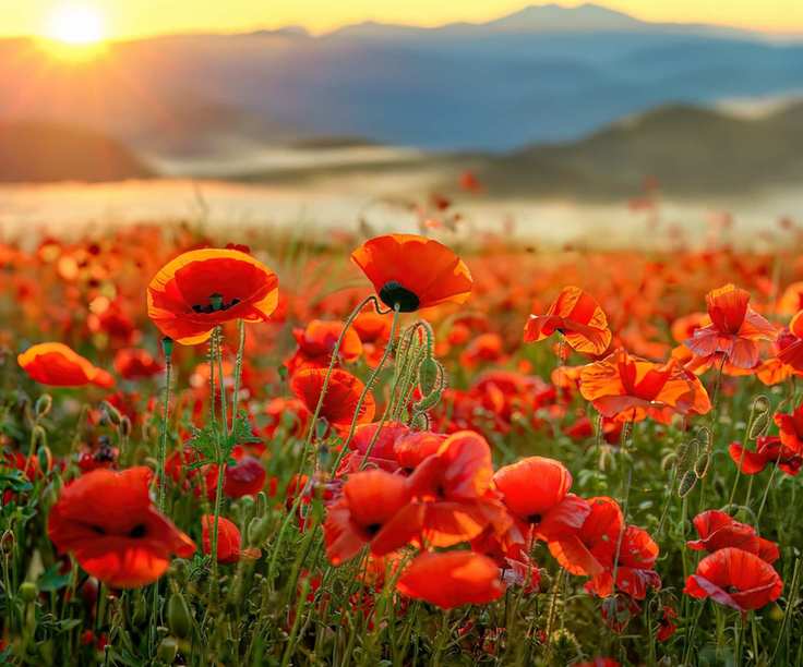 Poppies