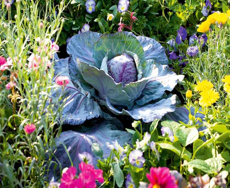 vegetable garden - cabbage