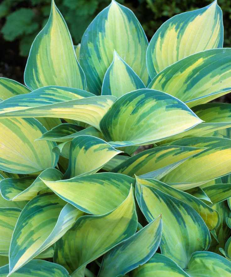 Hosta (Tardiana Group) 'June'