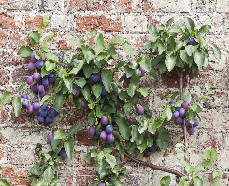 Victoria plum tree espaliered against brick wall