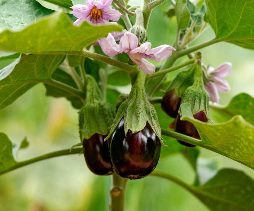 Eggplant fruits and flowers
