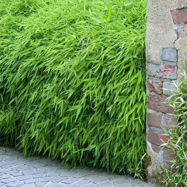 bamboo hedge