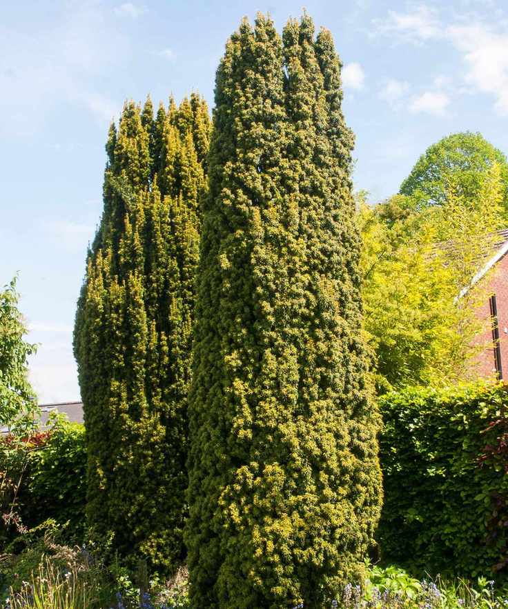 front yard plant Taxus baccata 'Fastigiata Aureomarginata' growing near hedge