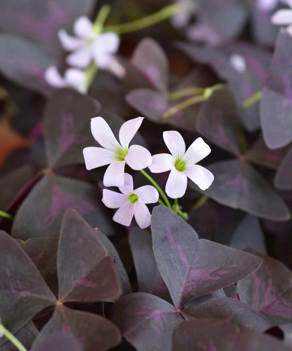 Oxalis
