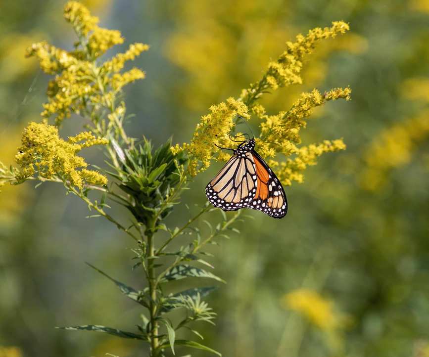 Butterfly on a yellow plant