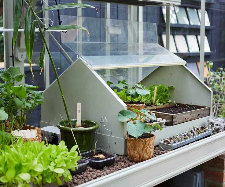 Alitex propagator with seedlings