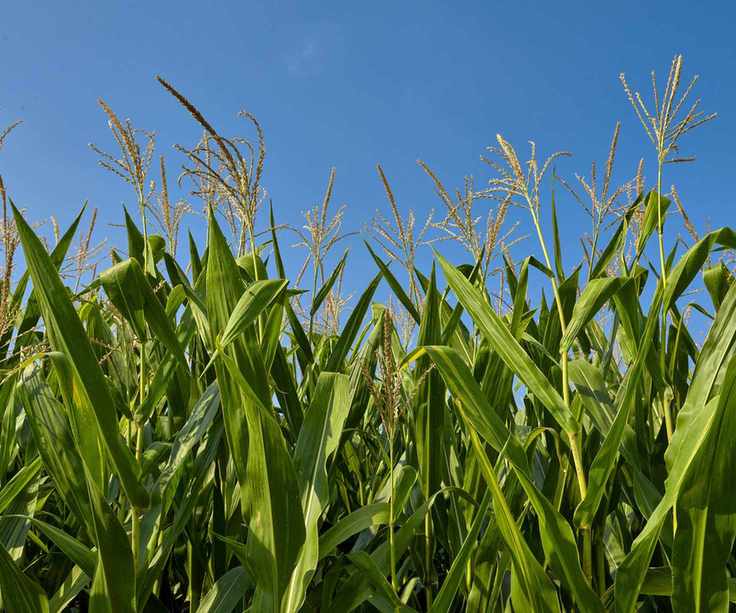 Tall sweetcorn growing in a field against a blue sky