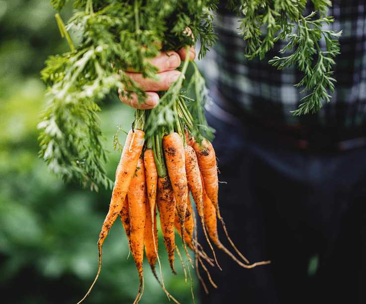 Freshly harvested carrots