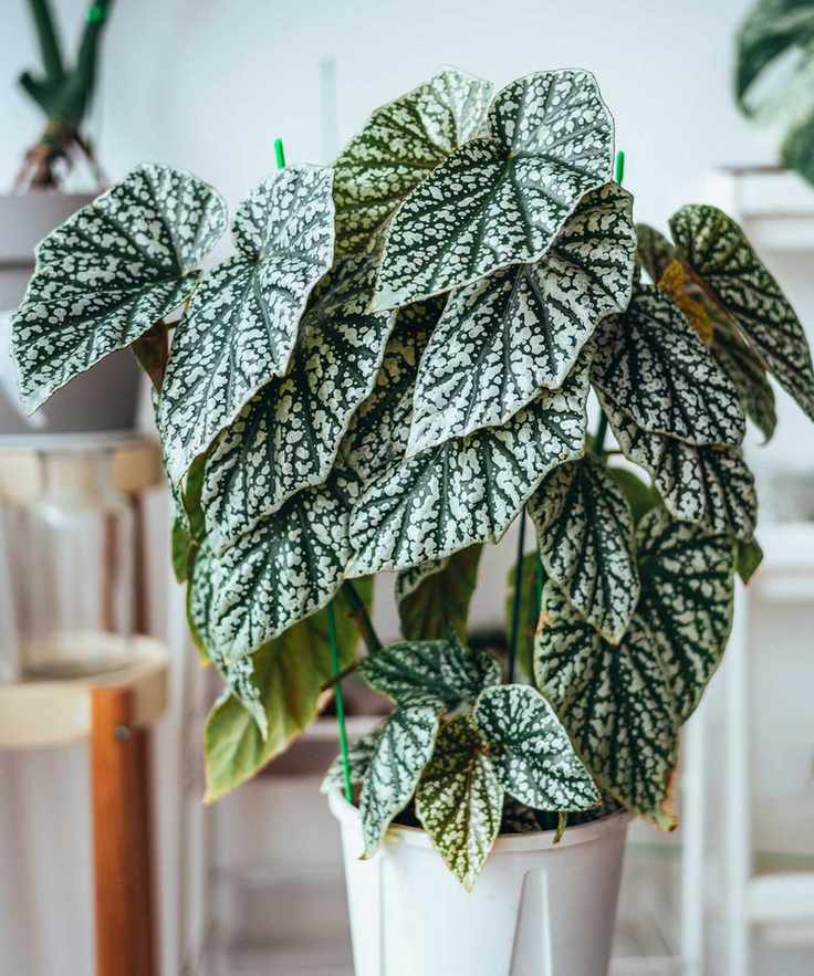 begonia plant indoors
