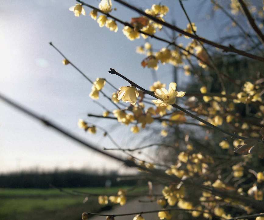 Wintersweet in flower with sky