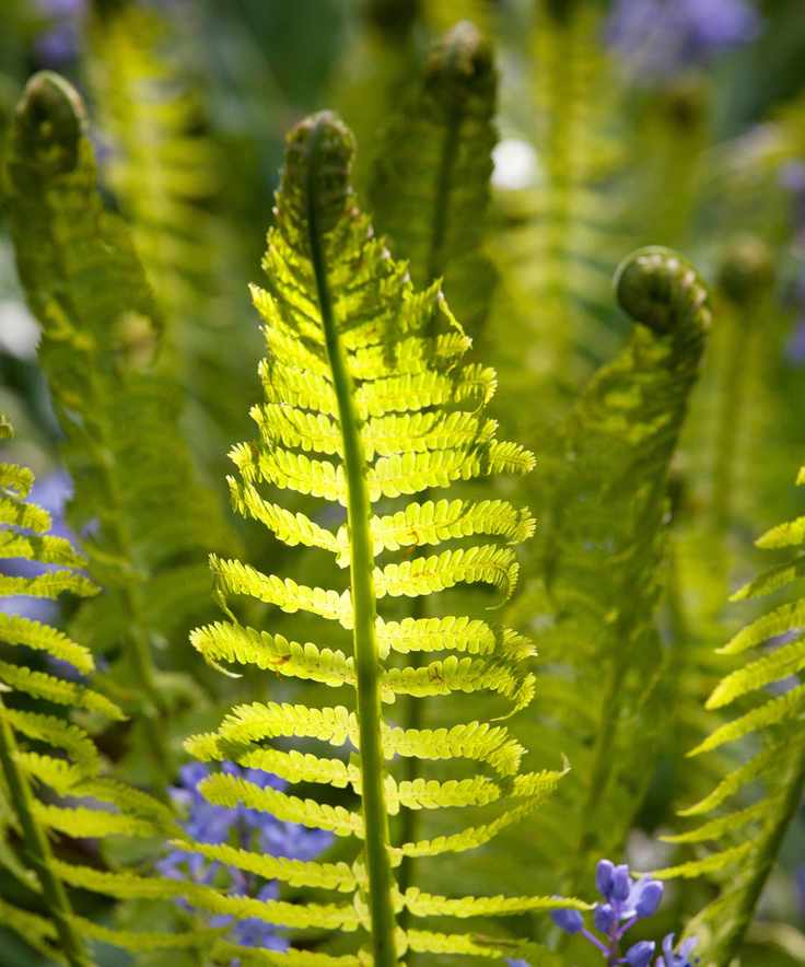 fern caught in the sunshine