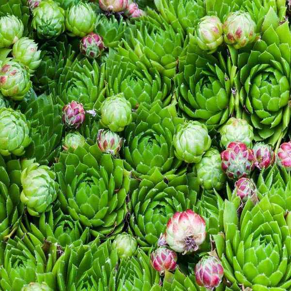 Sempervivum
