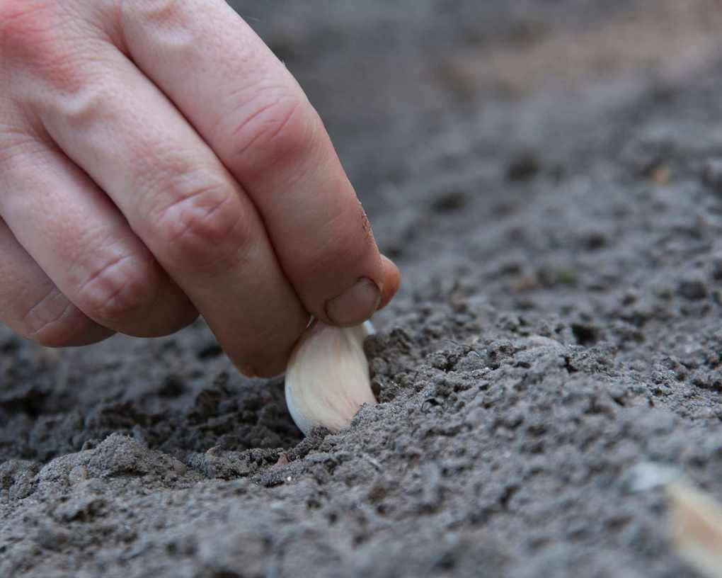 Garlic bulbs being planted in the soil