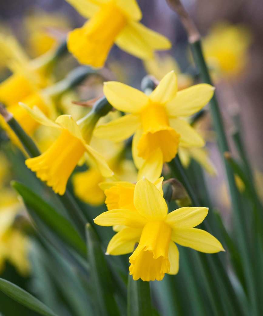 Various dwarf daffodils