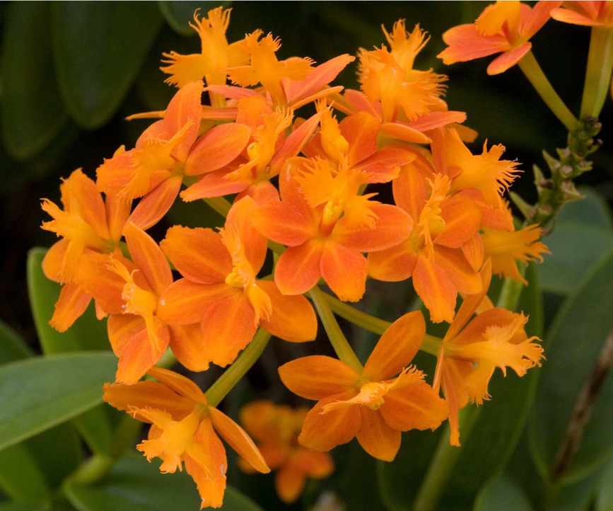 Reed orchid