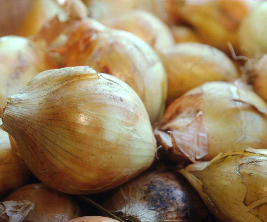 A harvest of Walla Walla Sweet type onions