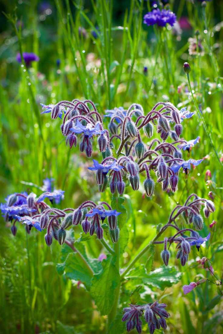 Edible flowers - borage