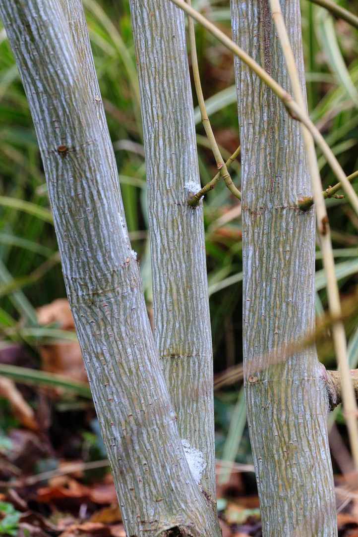closeup of Acer tegmentosum 'White Tigress' in winter