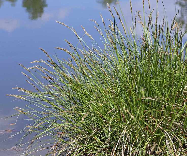 tussock sedge in pond