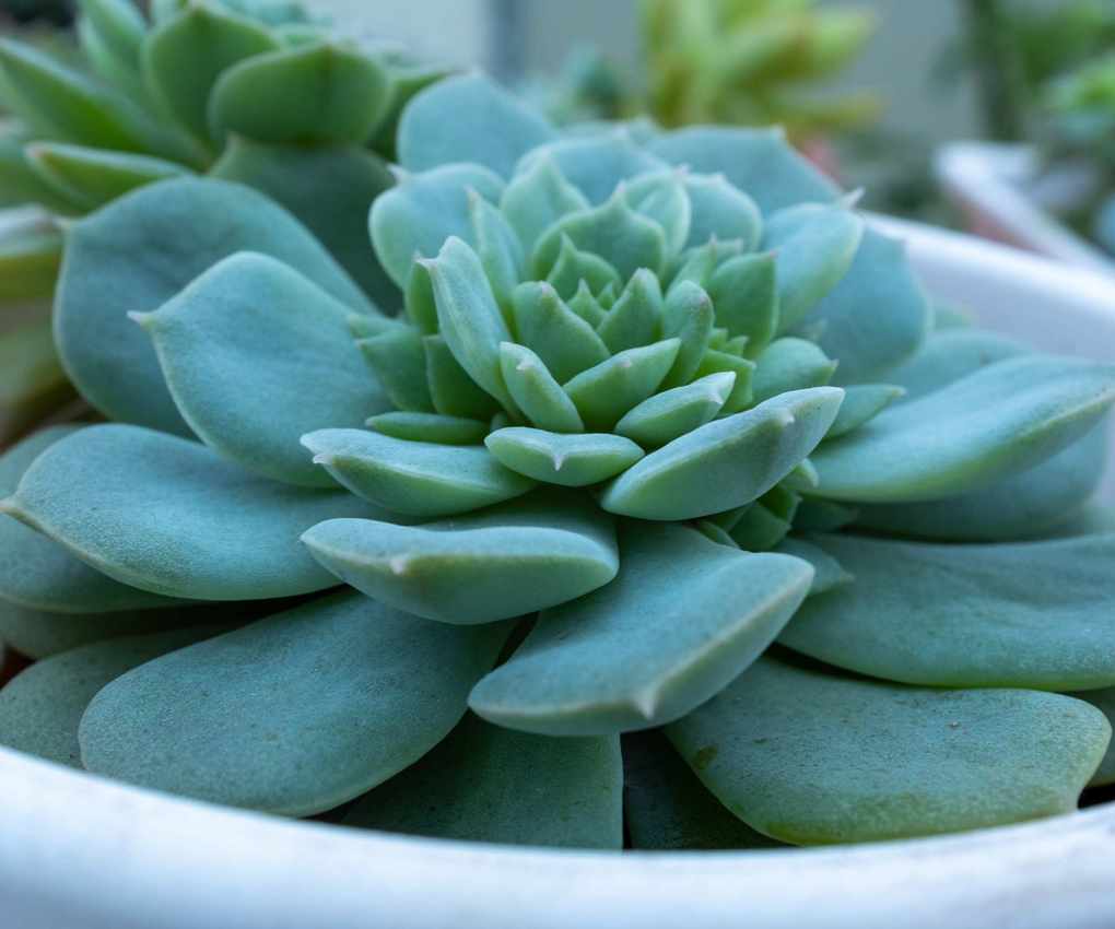 Blue Echeveria