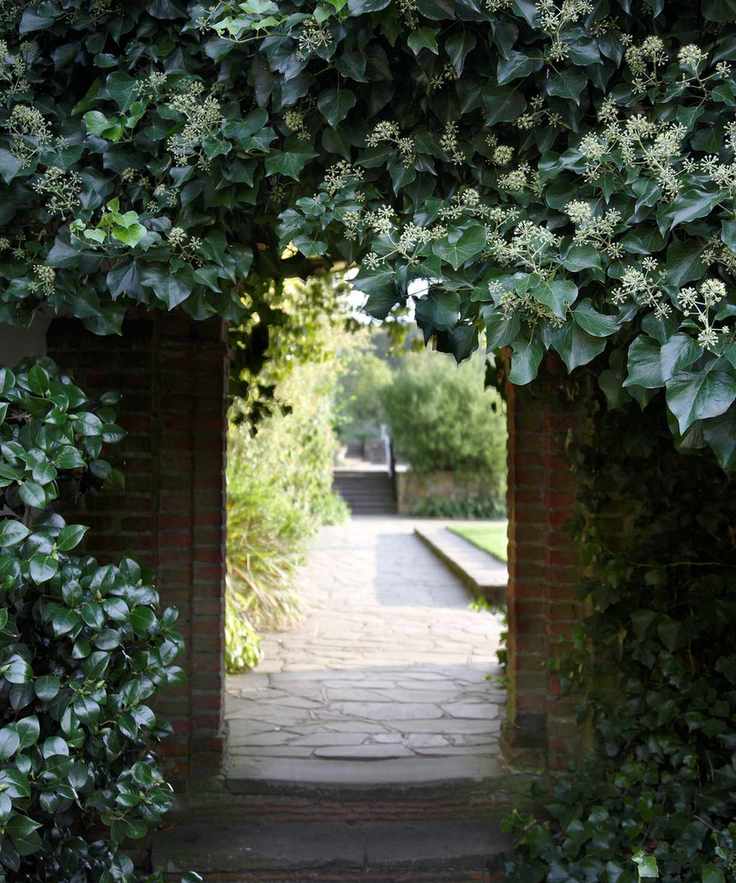 Trellis featuring ivy climbing plants