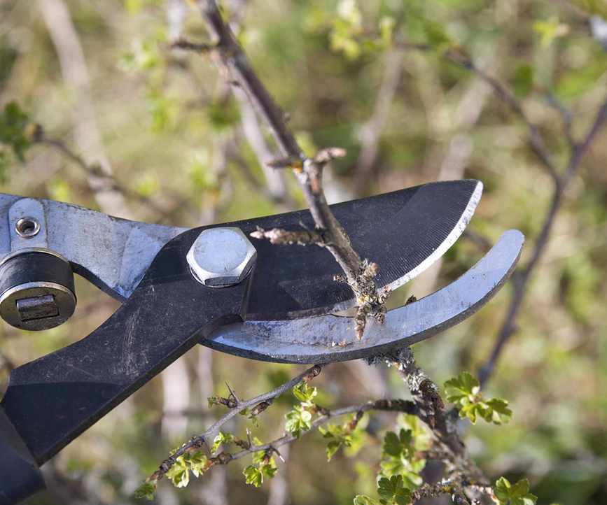 Prune dead plant material