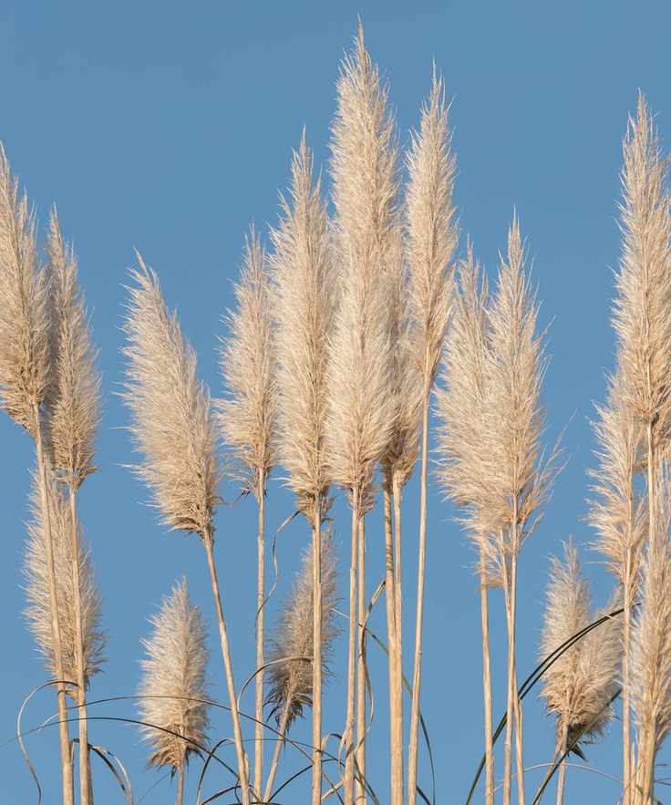 Pampas grass