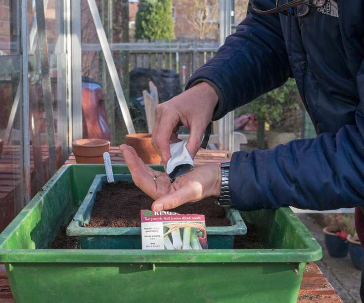 Gardener sowing seeds in a greenhouse