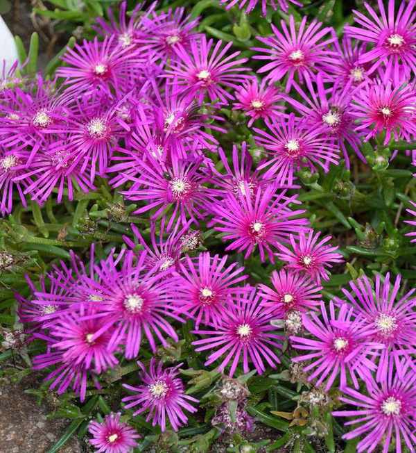 Purple flowers of ground cover plant Delosperma cooperi