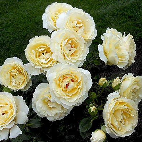 Heirloom Roses English Rose Plant - Irish Hope&trade; Live Yellow Rose Bush for Outdoor Planting