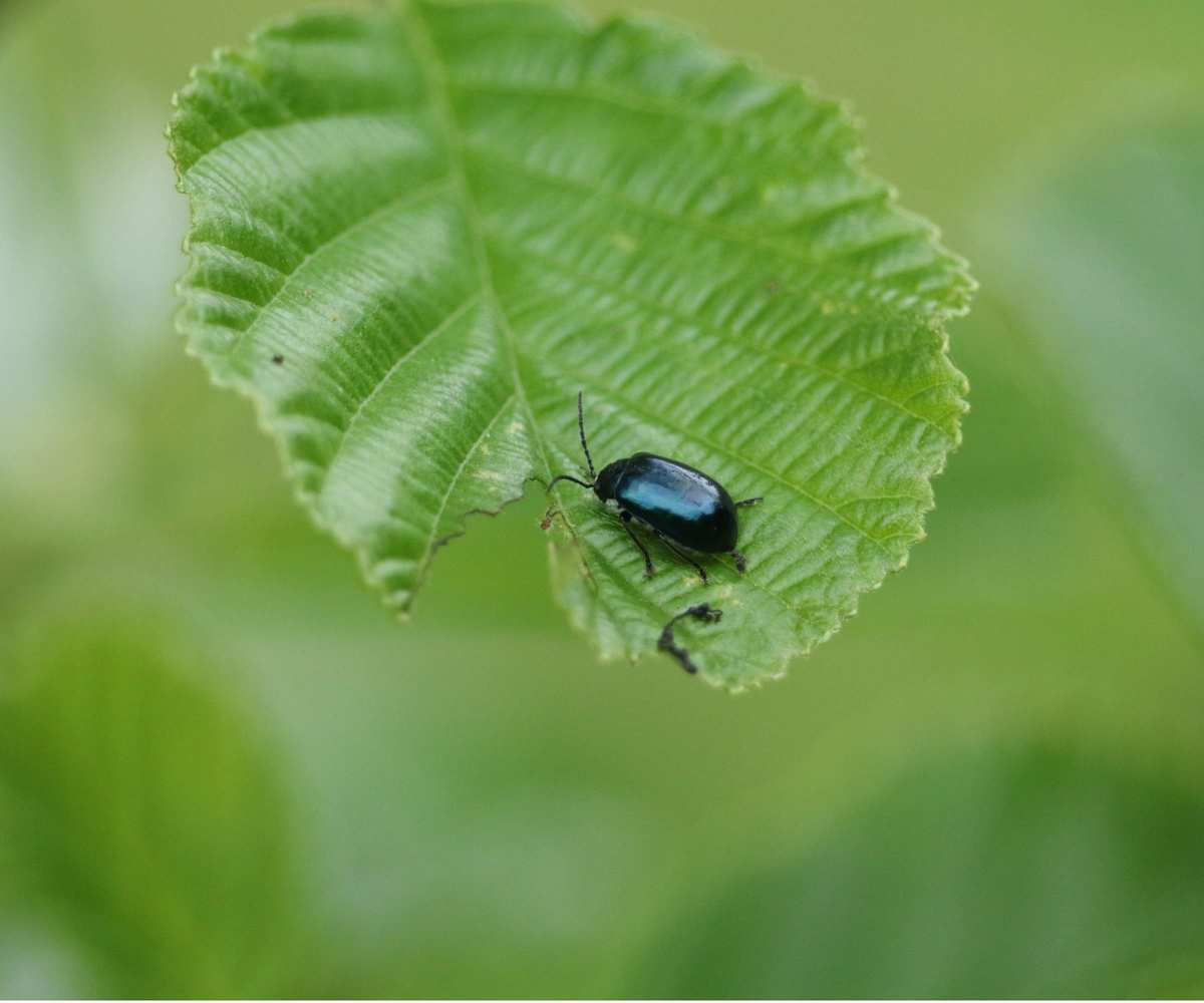 Alder leaf beetle