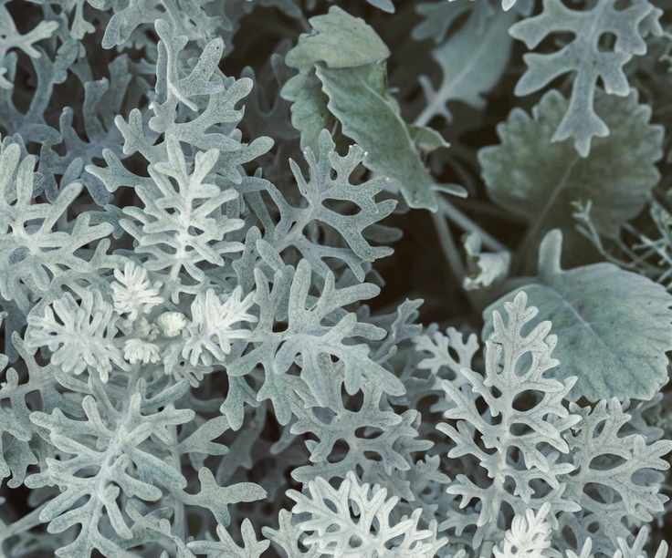 Senecio with silver foliage