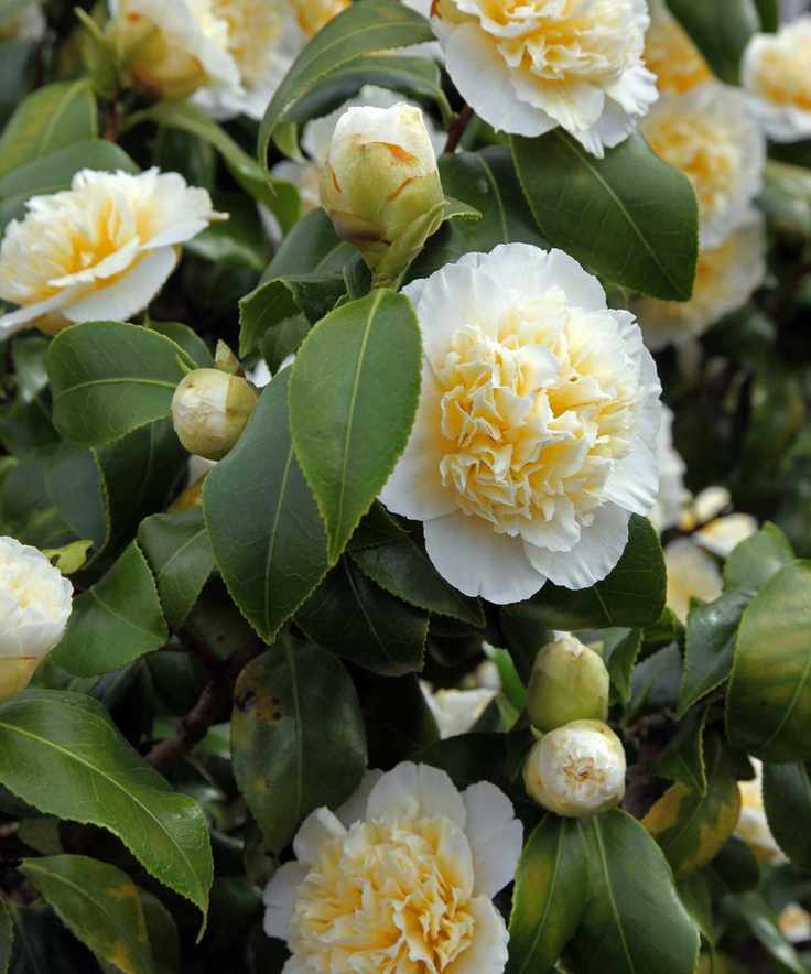 Camellia Jury's Yellow