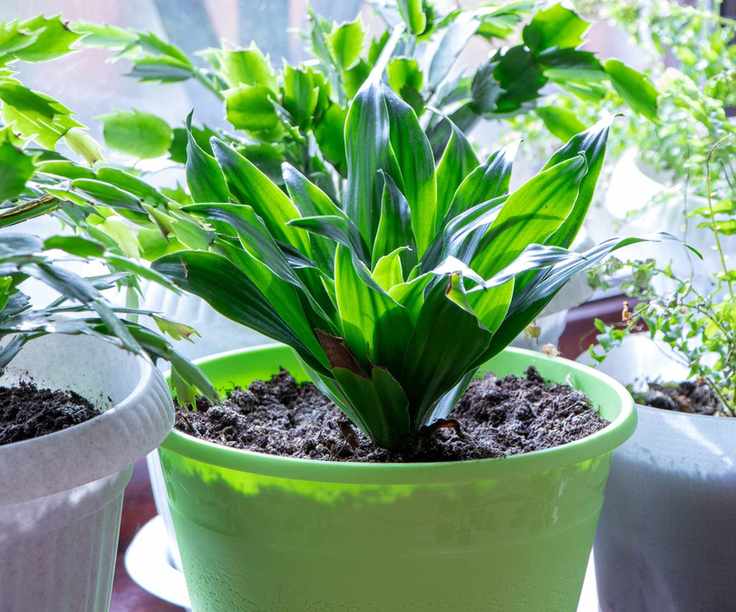 Aspidistra