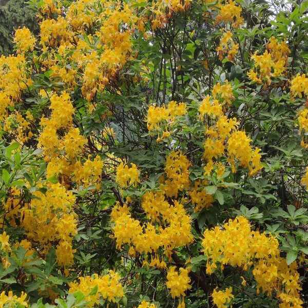 Yellow azalea in bloom in a wooded garden