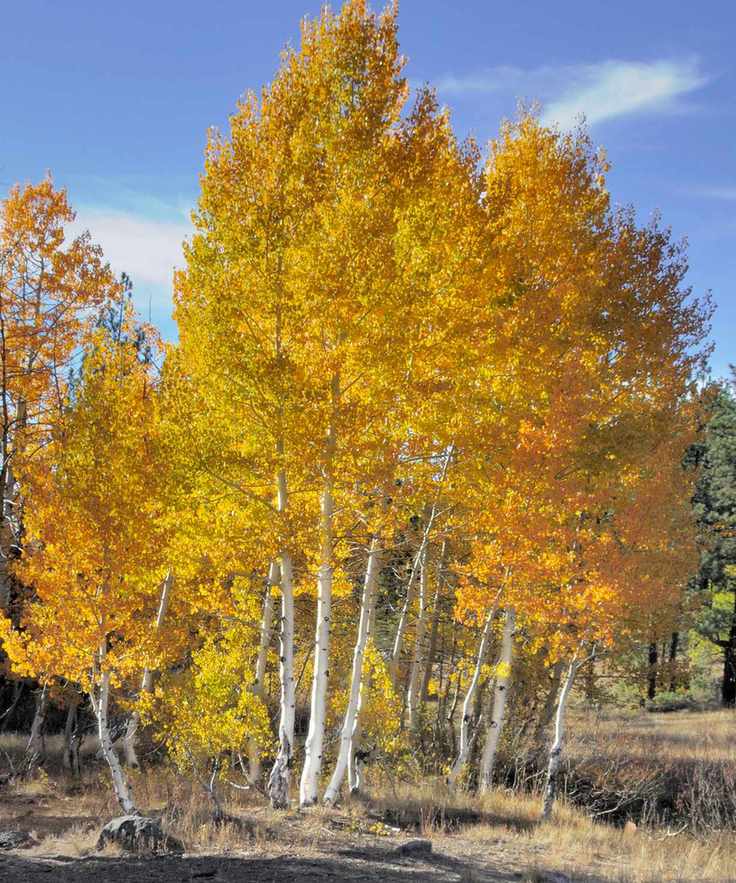 vibrant autumn foliage of quaking aspen trees
