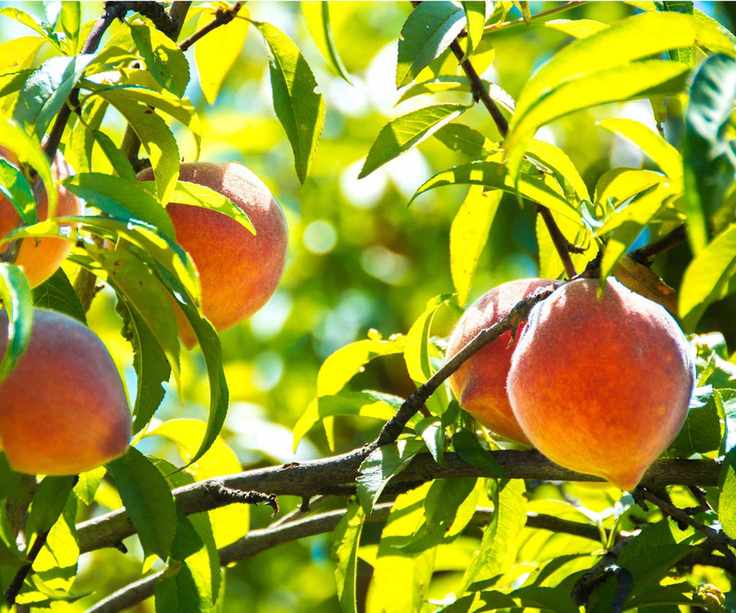 Peach tree in sun
