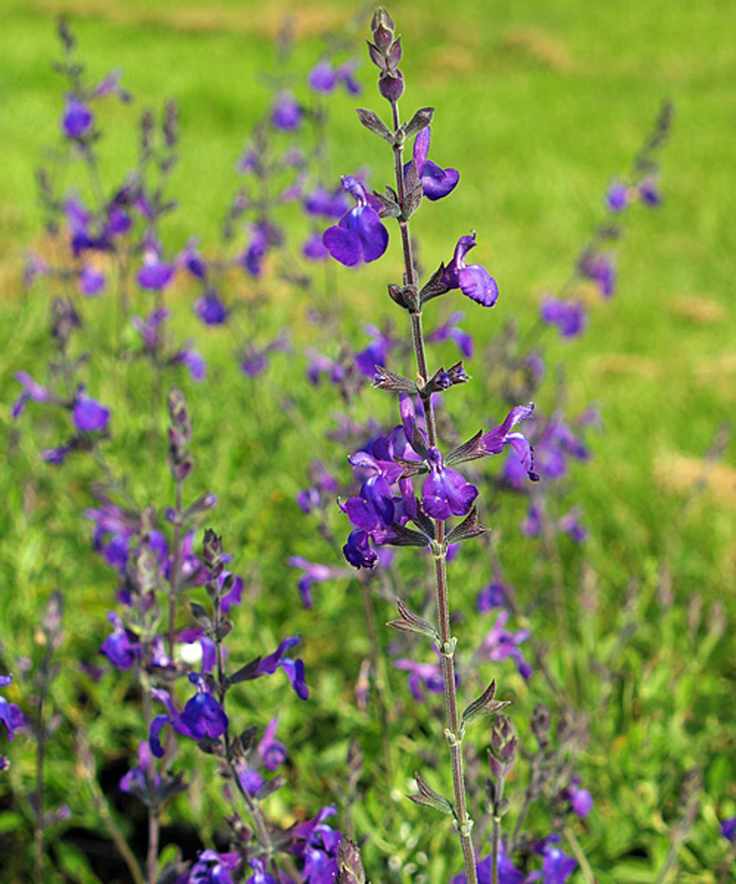 Blue Note salvias growing in garden in high summer