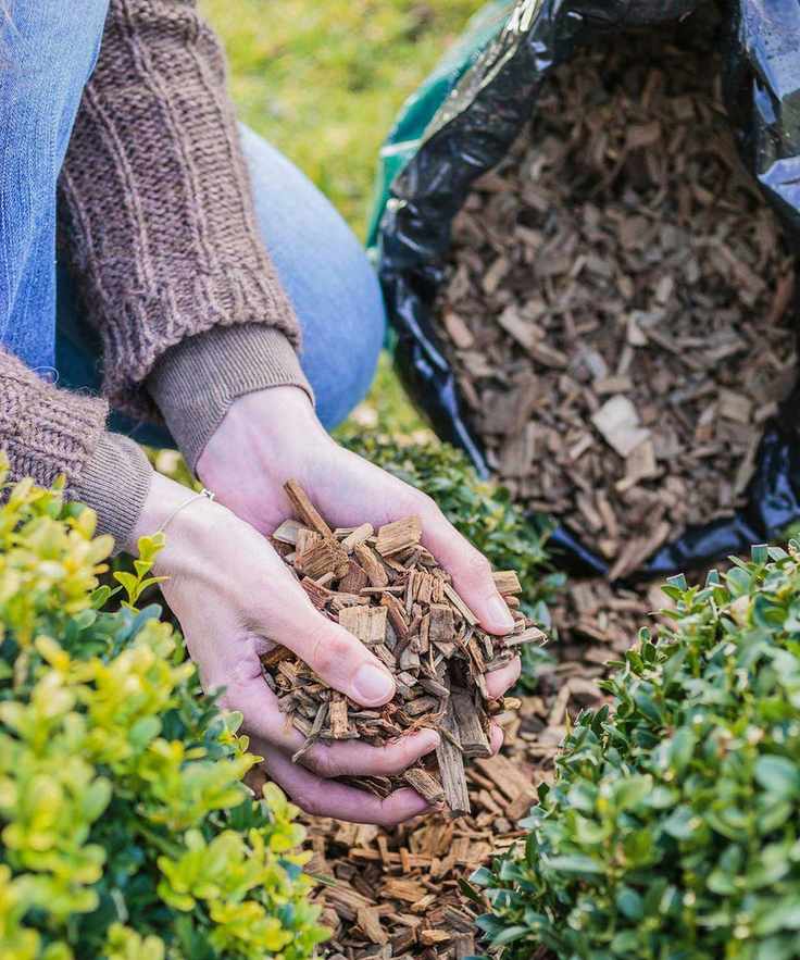 mulching shrubs