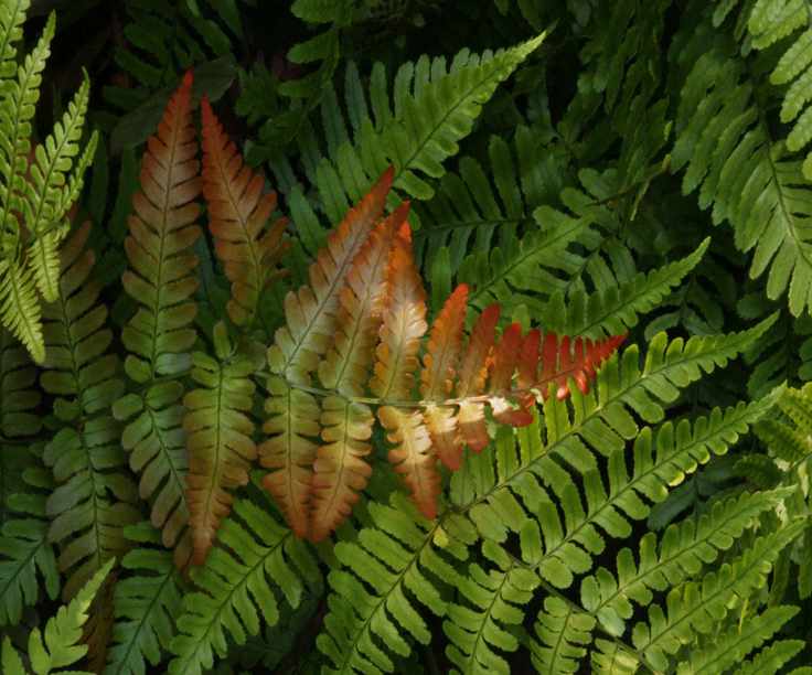 Brilliance autumn fern