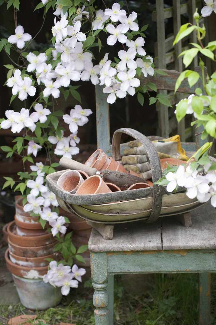 clematis